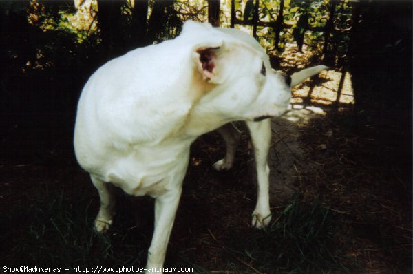 Photo de Dogue argentin