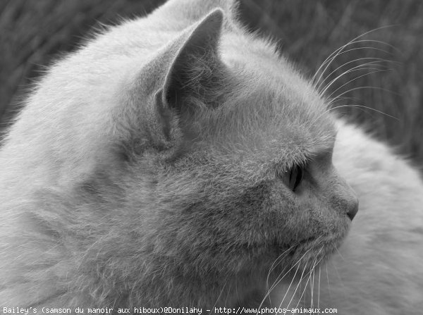 Photo de British shorthair