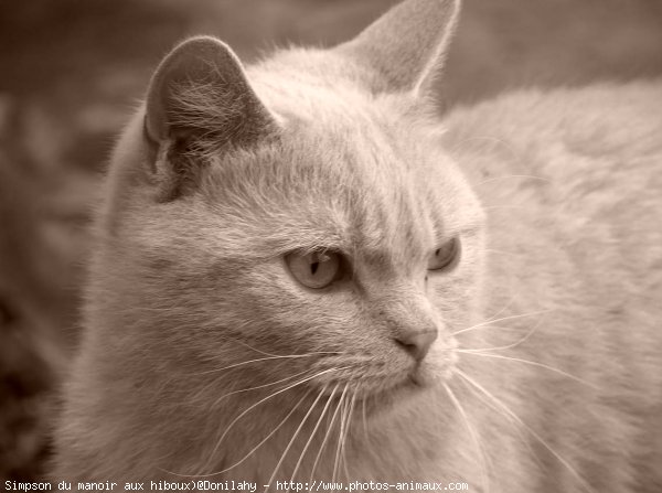 Photo de British shorthair