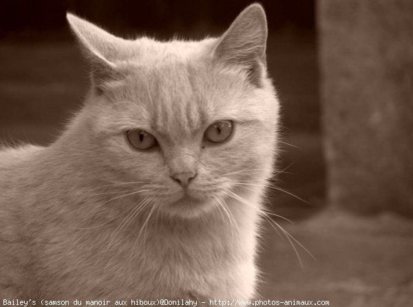 Photo de British shorthair