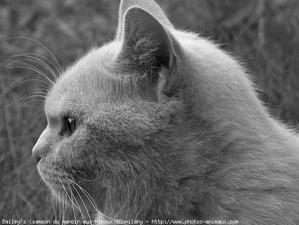 Photo de British shorthair