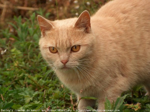 Photo de British shorthair