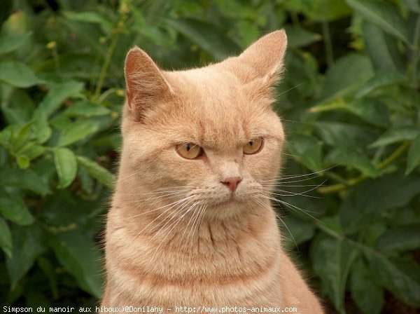 Photo de British shorthair