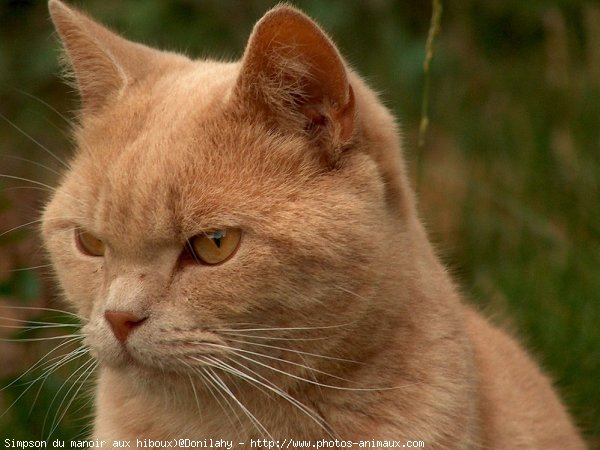 Photo de British shorthair