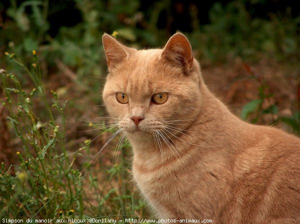 Photo de British shorthair