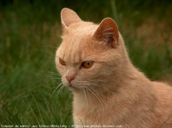 Photo de British shorthair