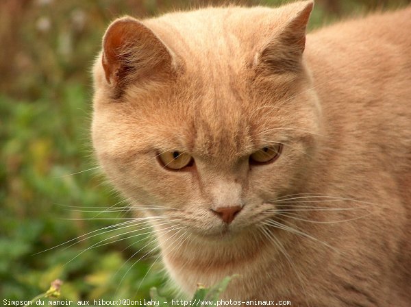 Photo de British shorthair