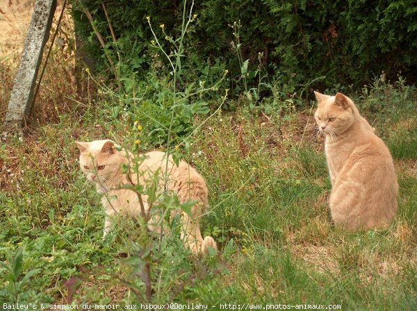 Photo de British shorthair