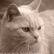 Photo de British shorthair