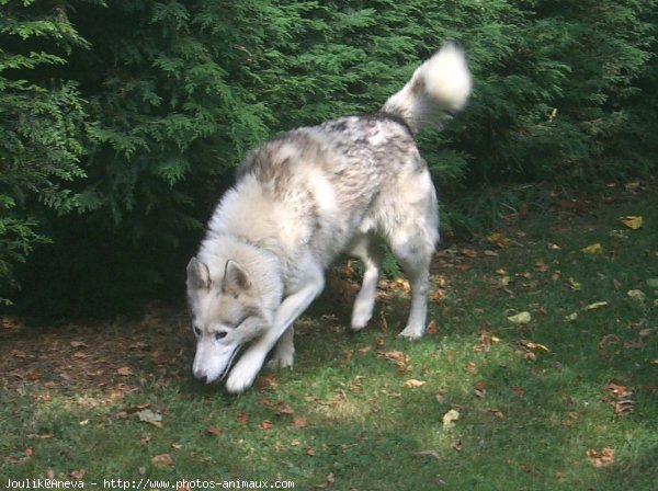 Photo de Husky siberien