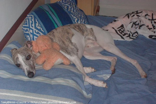 Photo de Whippet