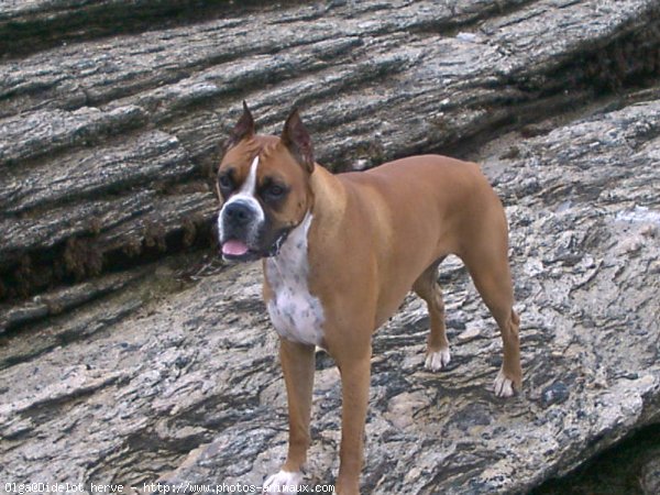 Photo de Boxer