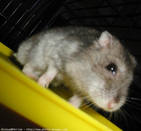 Photo de Hamster