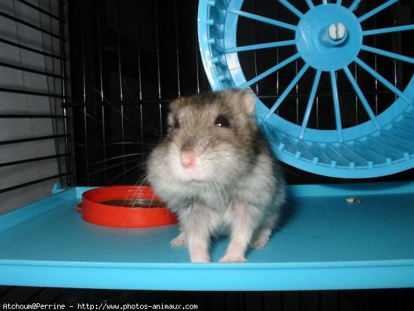 Photo de Hamster