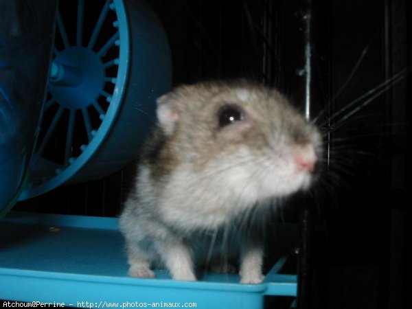 Photo de Hamster