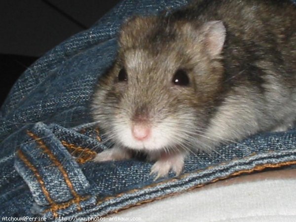 Photo de Hamster