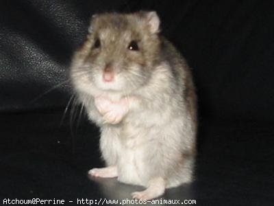 Photo de Hamster