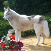 Photo de Husky siberien