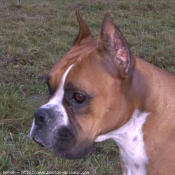 Photo de Boxer