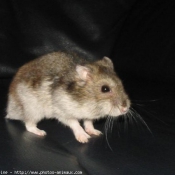 Photo de Hamster