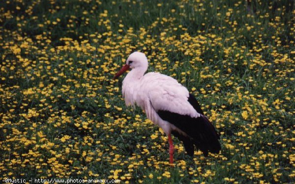 Photo de Cigogne