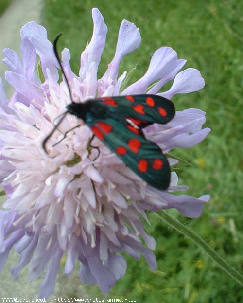 Photo de Papillon