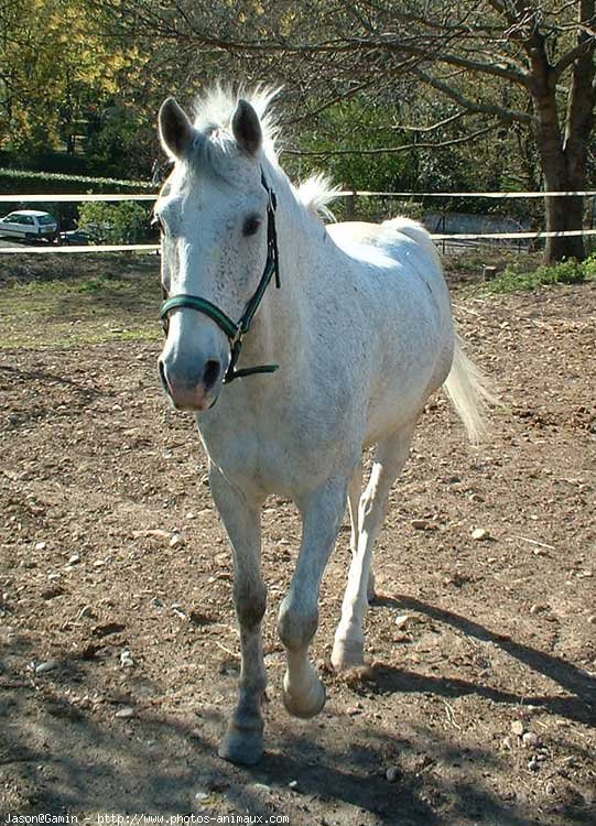 Photo de Poney franais de selle