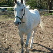 Photo de Poney franais de selle