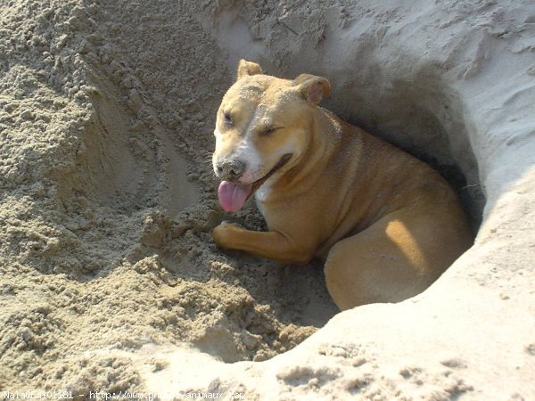 Photo d'American staffordshire terrier