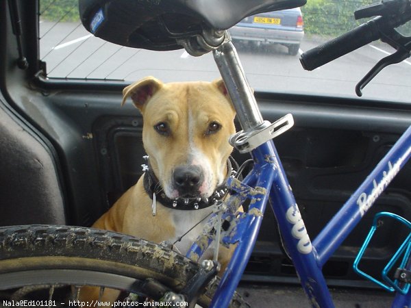 Photo d'American staffordshire terrier