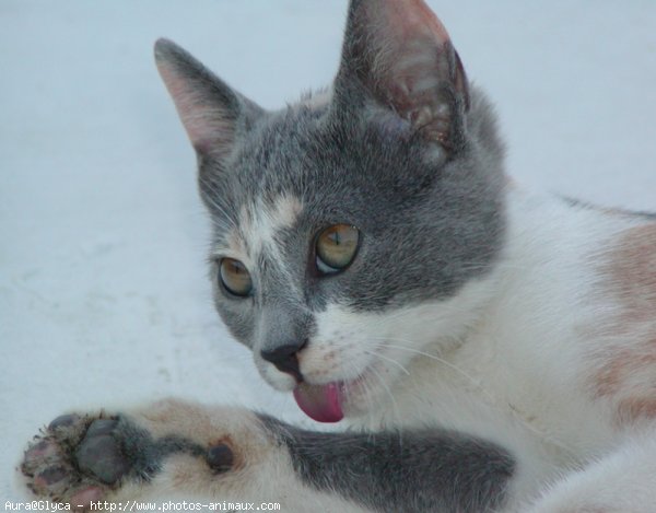 Photo de Chat domestique