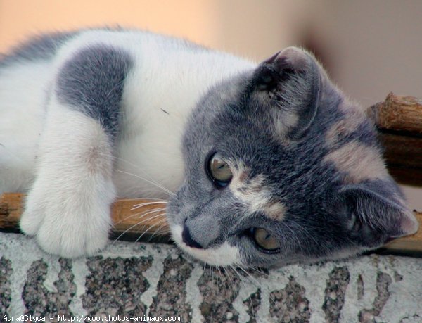 Photo de Chat domestique