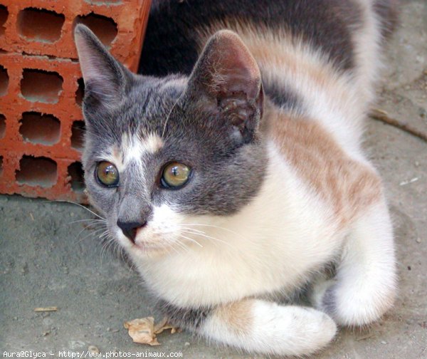 Photo de Chat domestique