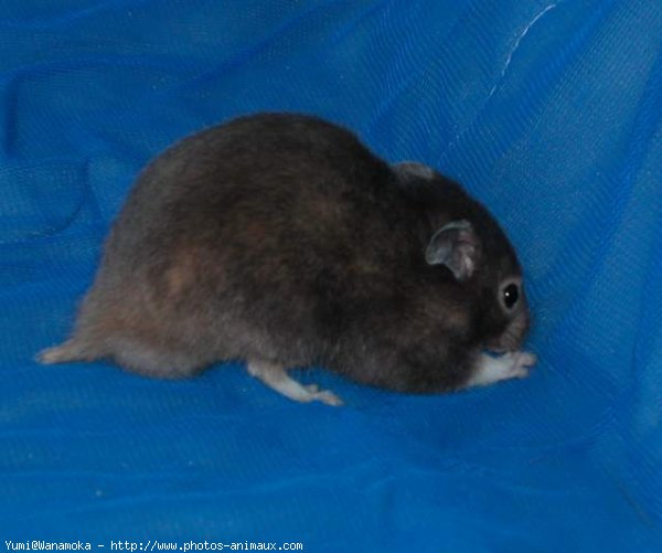 Photo de Hamster