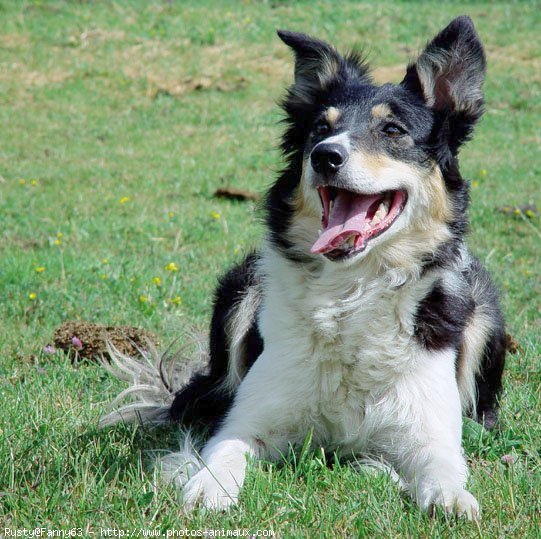 Photo de Border collie