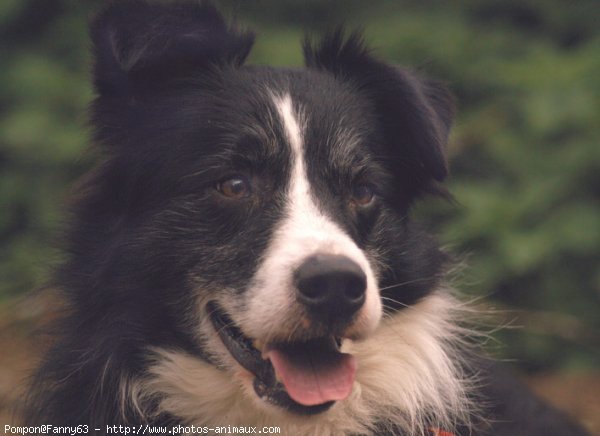 Photo de Border collie