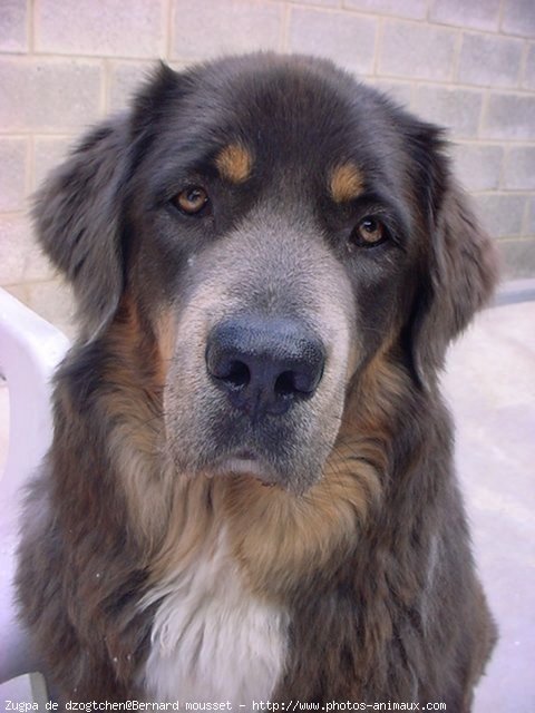 Photo de Dogue du tibet