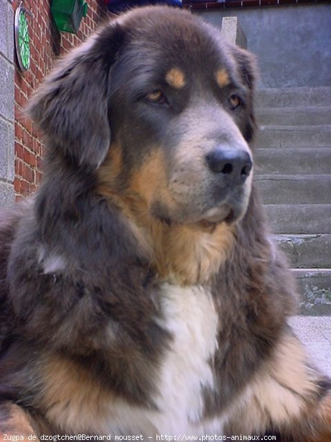 Photo de Dogue du tibet