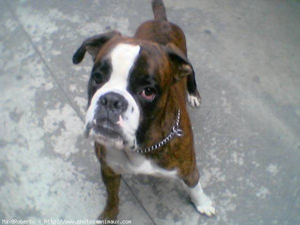 Photo de Boxer