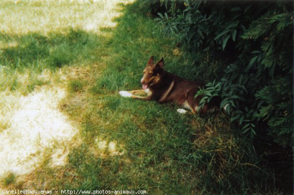 Photo de Border collie