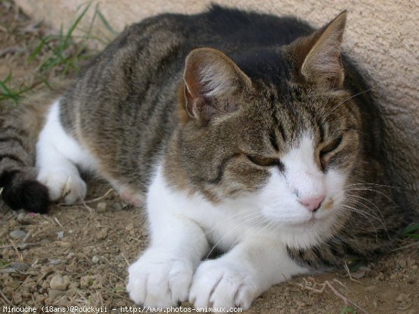 Photo de Chat domestique