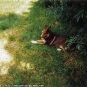 Photo de Border collie