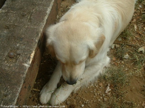 Photo de Golden retriever