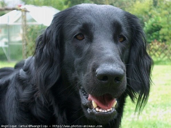 Photo de Retriever  poil plat