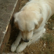 Photo de Golden retriever