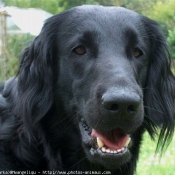 Photo de Retriever  poil plat