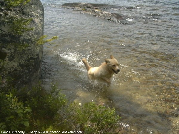 Photo de Golden retriever