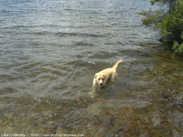 Photo de Golden retriever