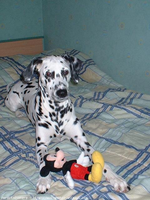 Photo de Dalmatien