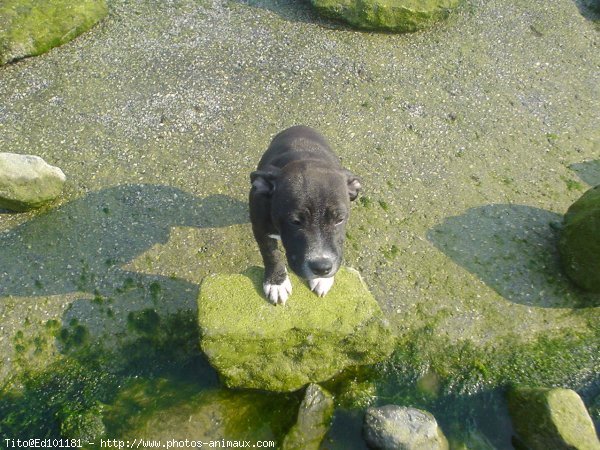 Photo de Staffordshire bull terrier